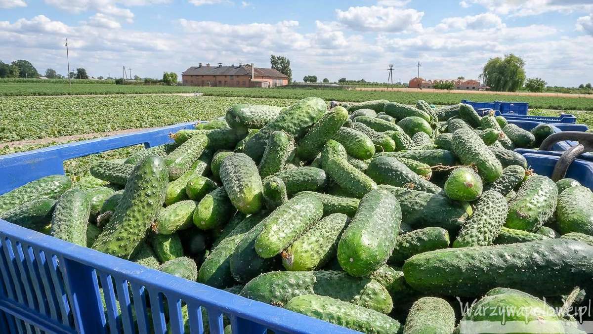 Lietuviški agurkai didmena Švieži 1,70 €/kg - nuotraukos Nr. 4