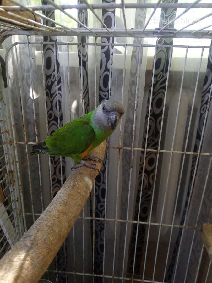 Senegalo papūga ir porelė giedančiu .