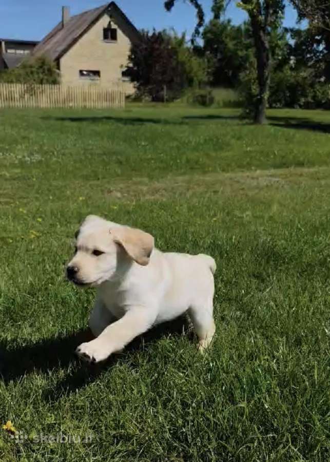 Labradoras retriveris