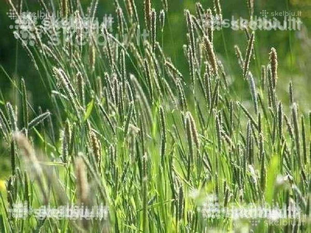 Pašarinės žolės, ju mišiniai ganymui - šienavimui