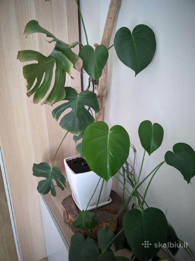 Monstera