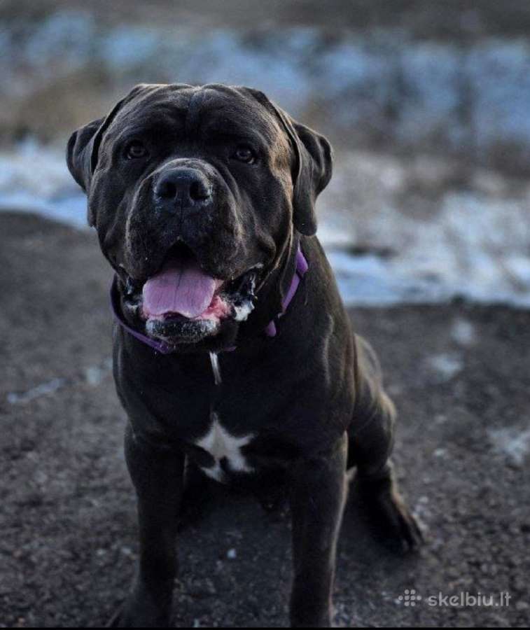 Cane Corso šuniukai su Ksu/fci dokumentais