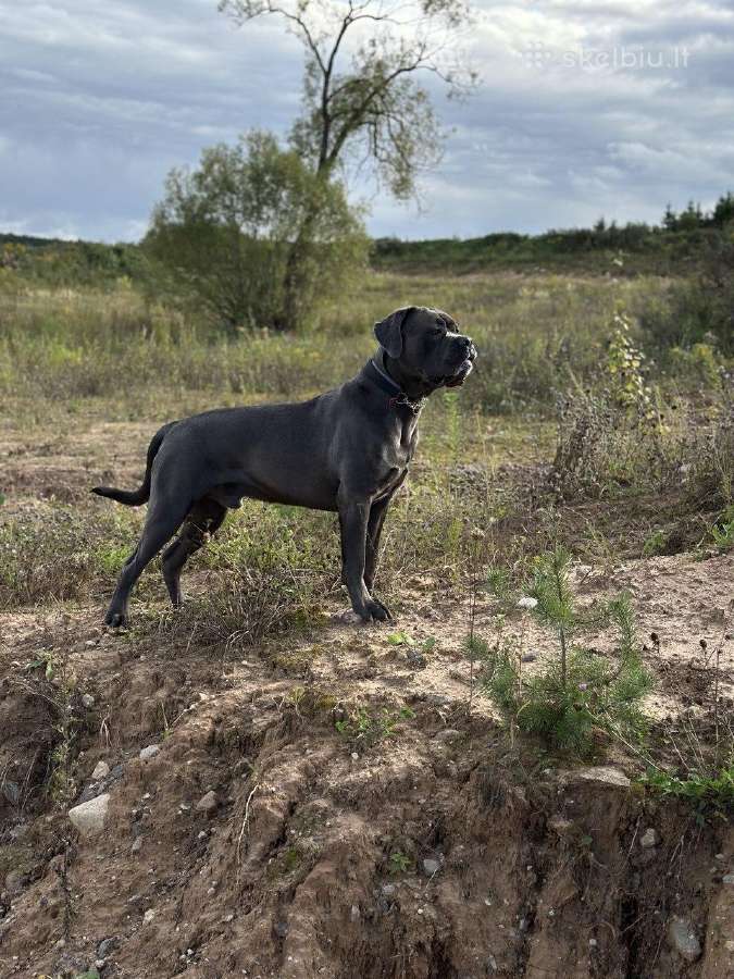 Cane Corso šuniukai su Ksu/fci dokumentais - nuotraukos Nr. 3