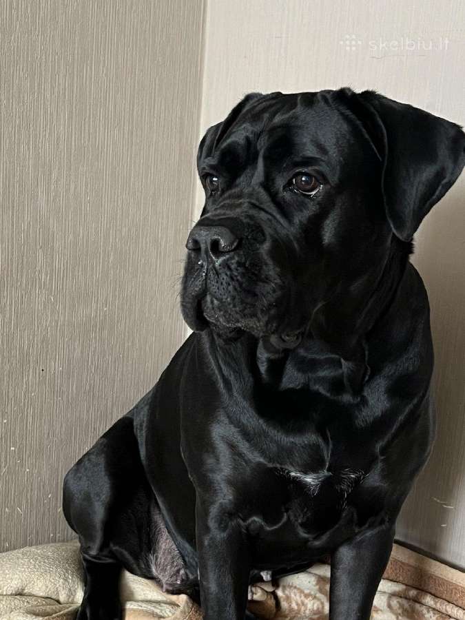 Cane Corso šuniukai su Ksu/fci dokumentais - nuotraukos Nr. 4