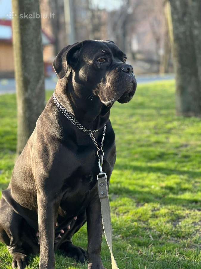 Cane Corso šuniukai su Ksu/fci dokumentais - nuotraukos Nr. 5