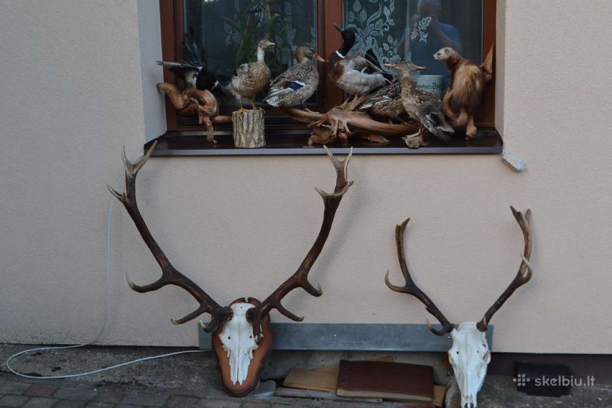 Elniu ragai,antys,sarka,seskas