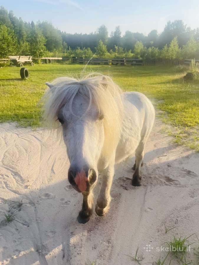Poni - nuotraukos Nr. 2
