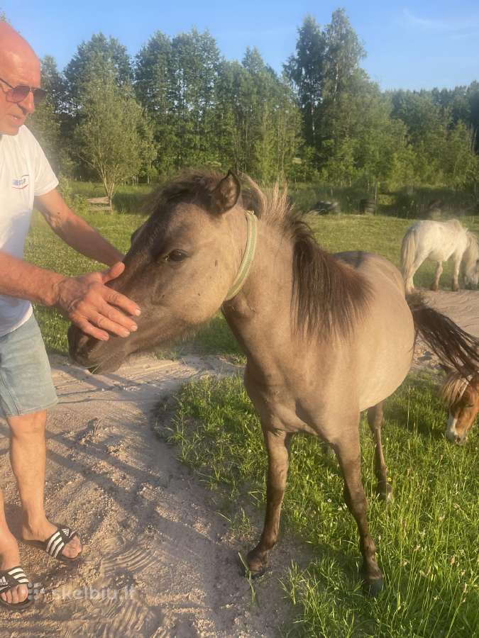 Poni - nuotraukos Nr. 3