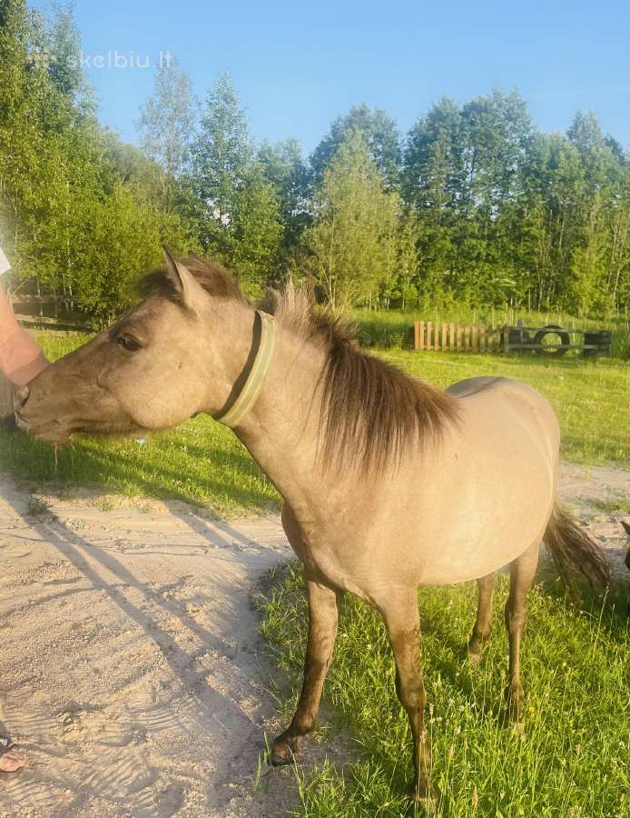 Poni - nuotraukos Nr. 4