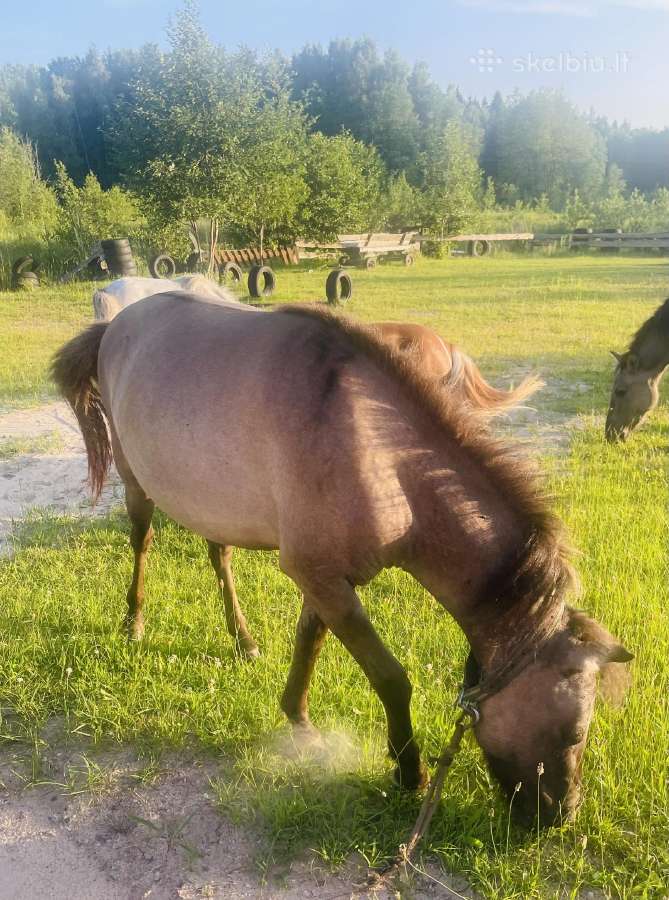 Poni - nuotraukos Nr. 5