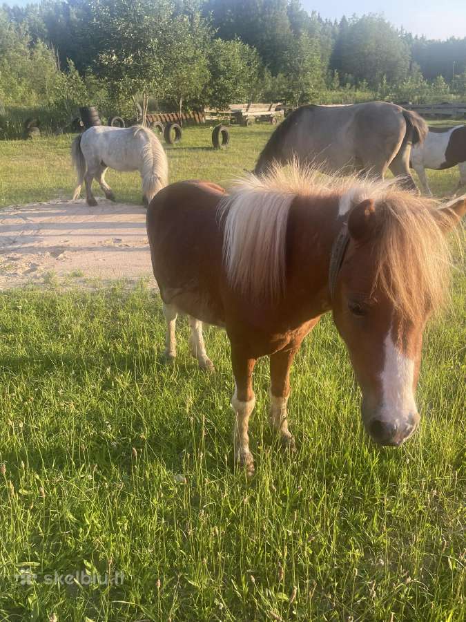 Poni - nuotraukos Nr. 6
