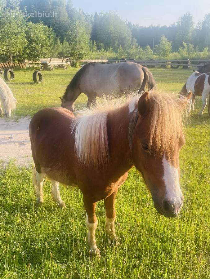 Poni - nuotraukos Nr. 7