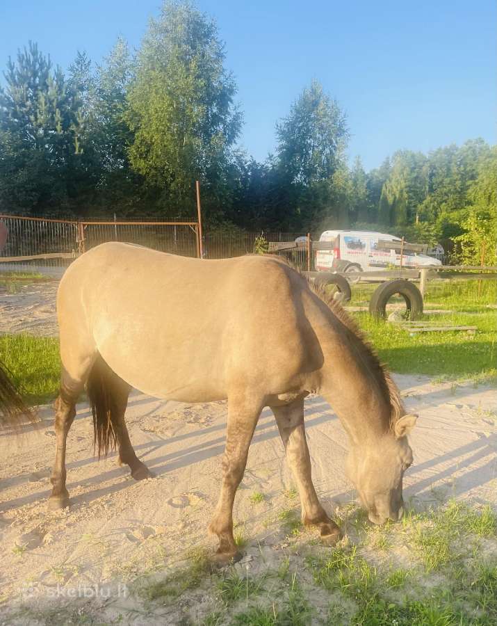 Poni - nuotraukos Nr. 12
