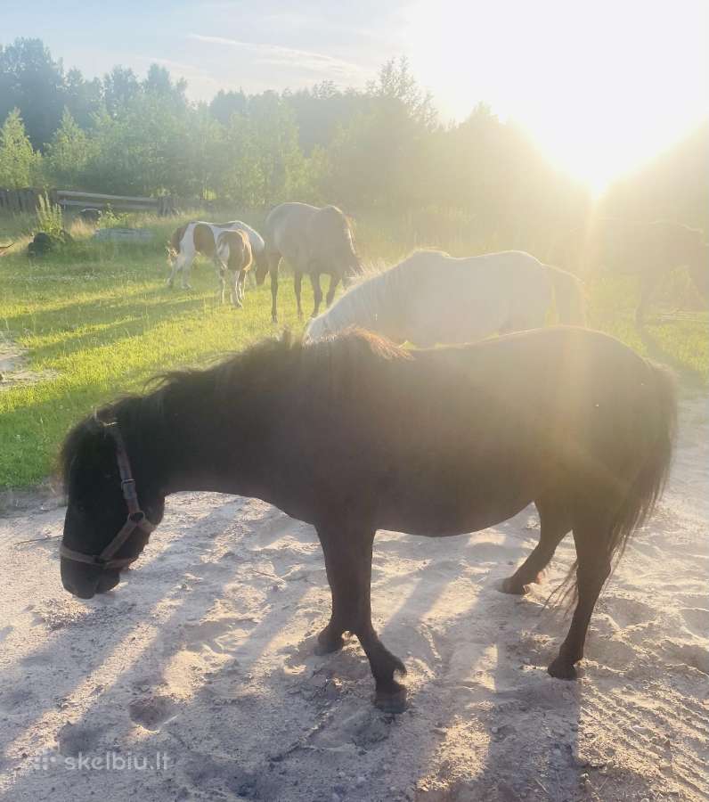 Poni - nuotraukos Nr. 15