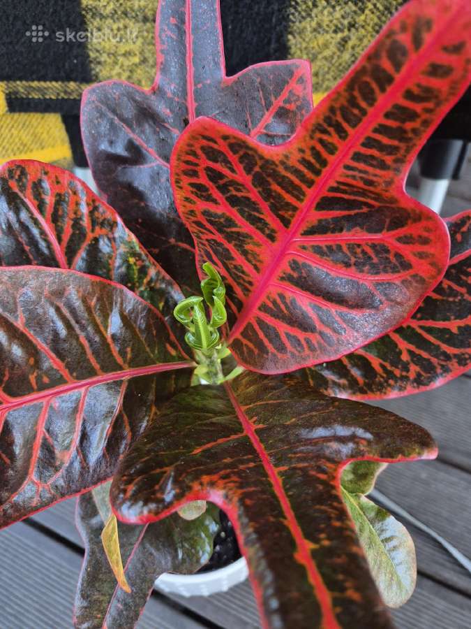 Kambarine gele"coldinaemum". - nuotraukos Nr. 2