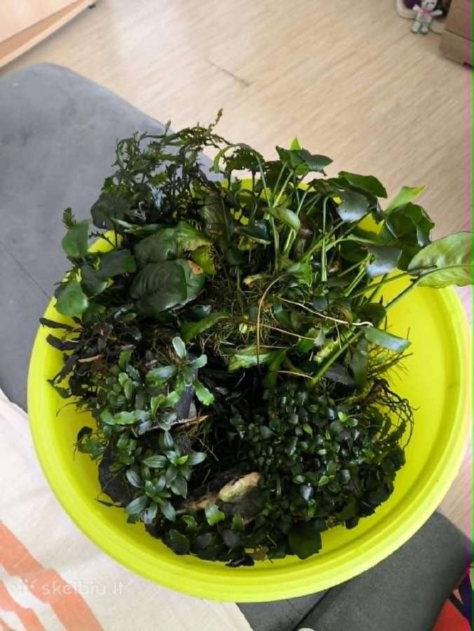 Akvariumo augalai. Bucephalandros, Anubiai t.t