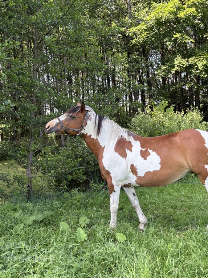 Parduodu kumelę