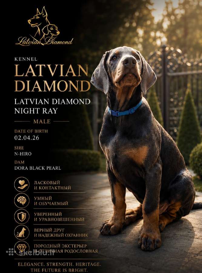 Dobermann