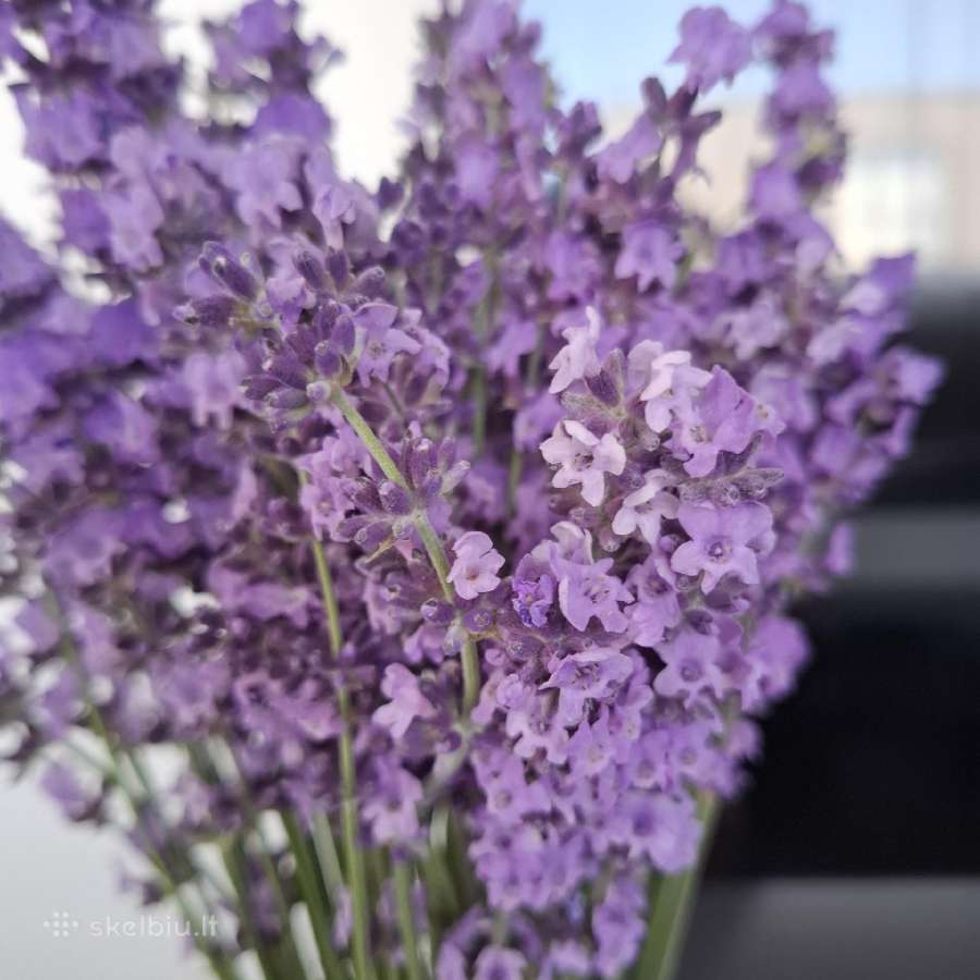 Levandų puokštė