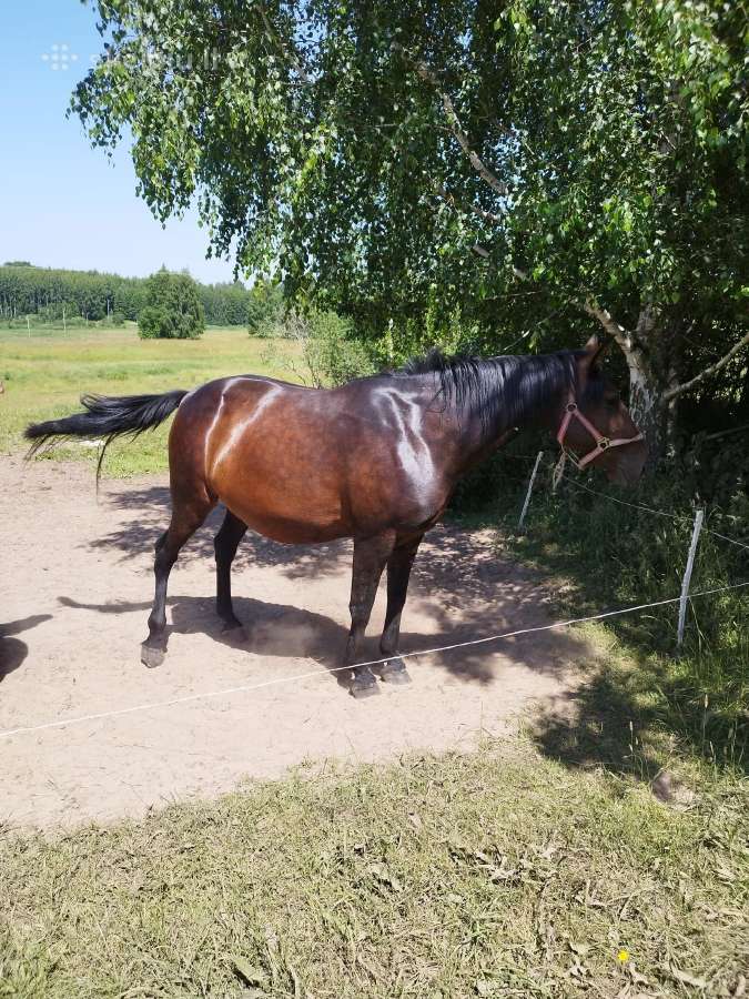 Kumelė kumelinga