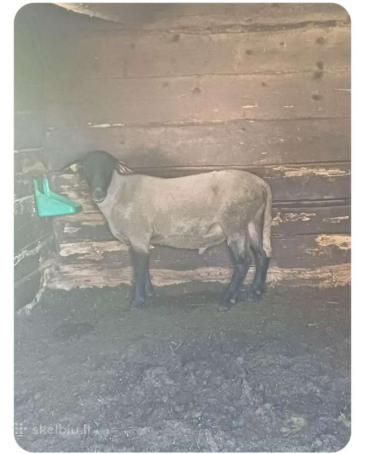 Avinas