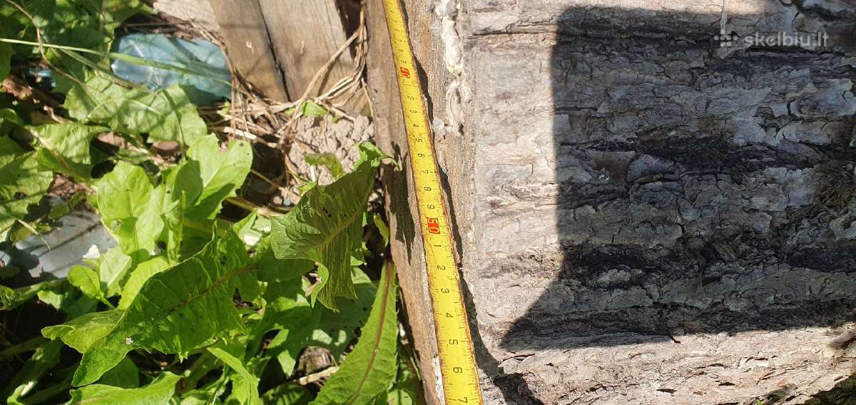 Azuolo rastas, 75 cm skersmuo