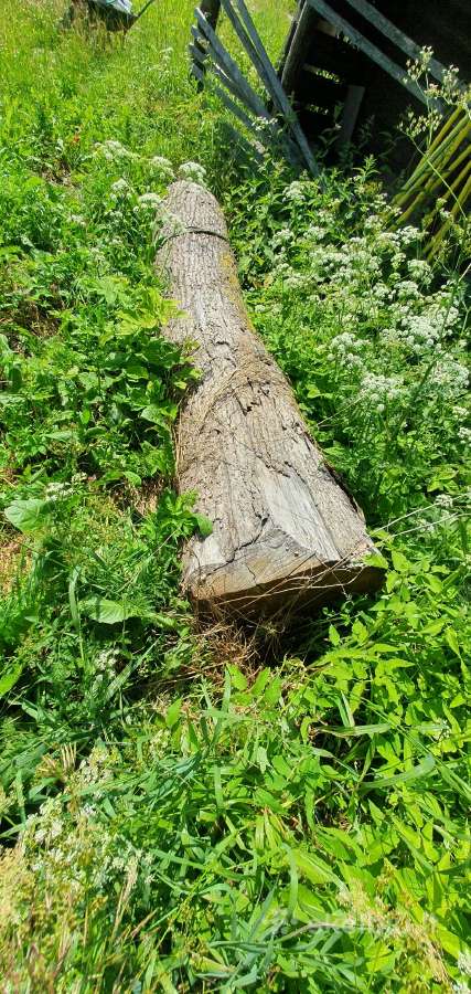 Azuolo rastas, 75 cm skersmuo - nuotraukos Nr. 3