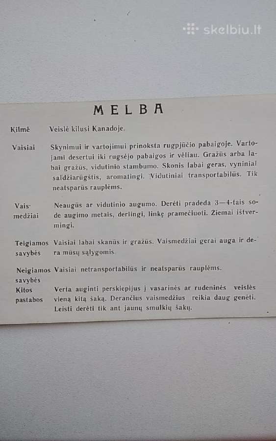 Obelų veislės - nuotraukos Nr. 10