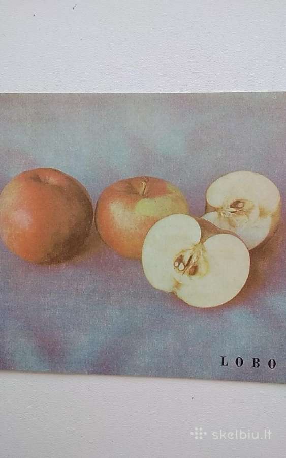 Obelų veislės - nuotraukos Nr. 11