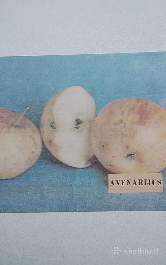 Obelų veislės - nuotraukos Nr. 13