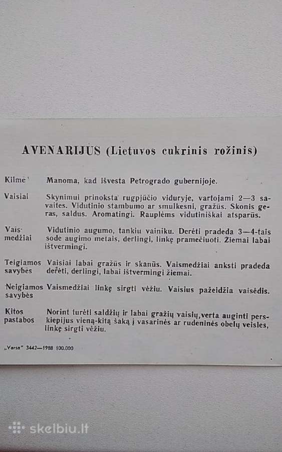 Obelų veislės - nuotraukos Nr. 14