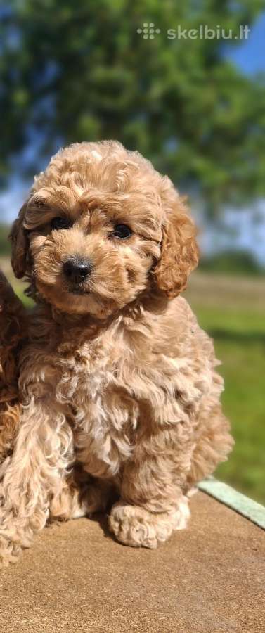 Maltipoo. Kalytės.