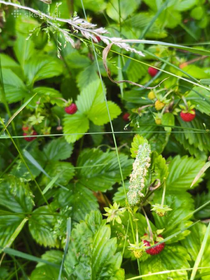 1,33ha sklypas prie Šiaulių jūros - nuotraukos Nr. 31