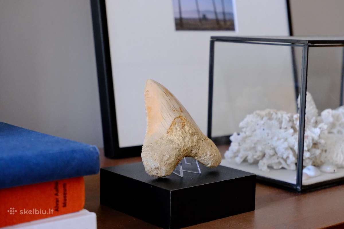 Megalodono ryklio danties fosilija - nuotraukos Nr. 2
