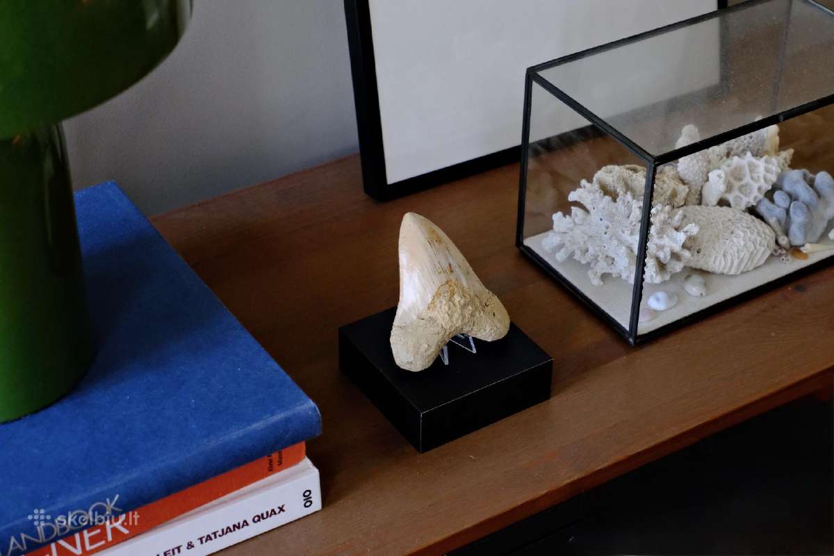 Megalodono ryklio danties fosilija - nuotraukos Nr. 4