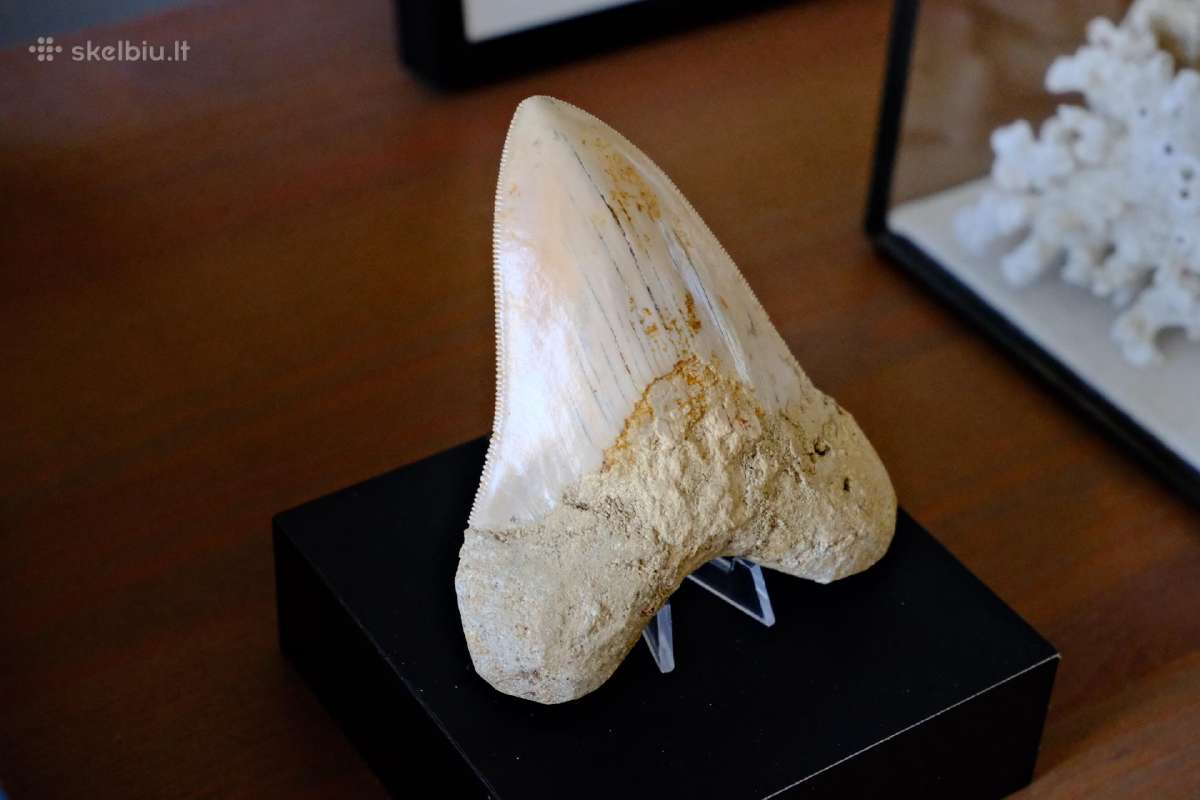 Megalodono ryklio danties fosilija - nuotraukos Nr. 3