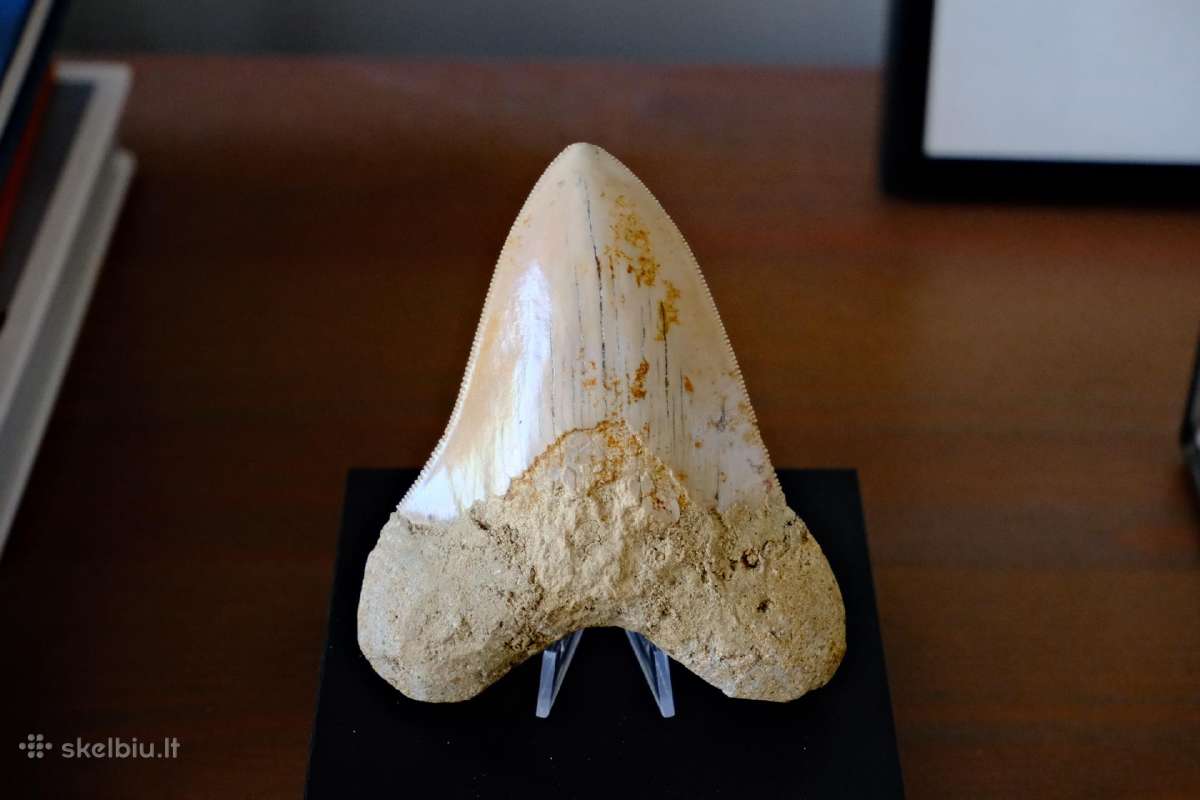 Megalodono ryklio danties fosilija