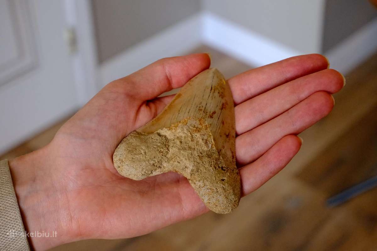 Megalodono ryklio danties fosilija - nuotraukos Nr. 5