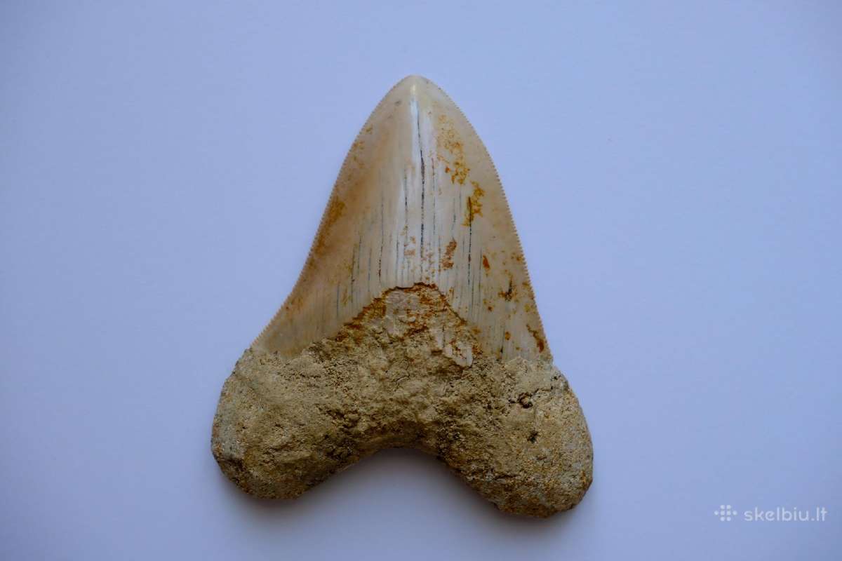 Megalodono ryklio danties fosilija - nuotraukos Nr. 6
