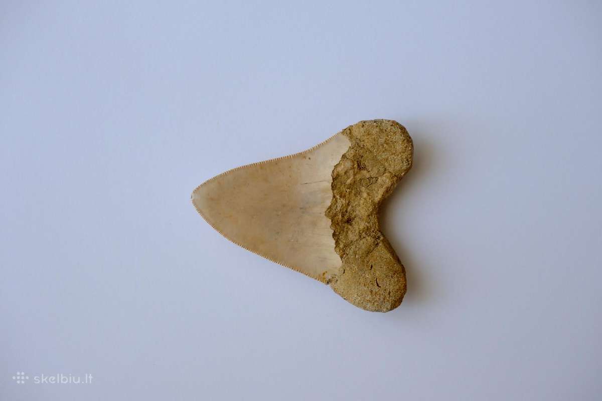 Megalodono ryklio danties fosilija - nuotraukos Nr. 7