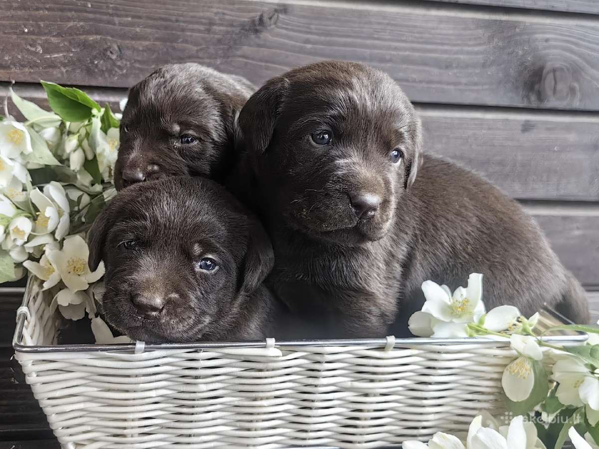 Labradoro retriverių šuniukų rezervacija