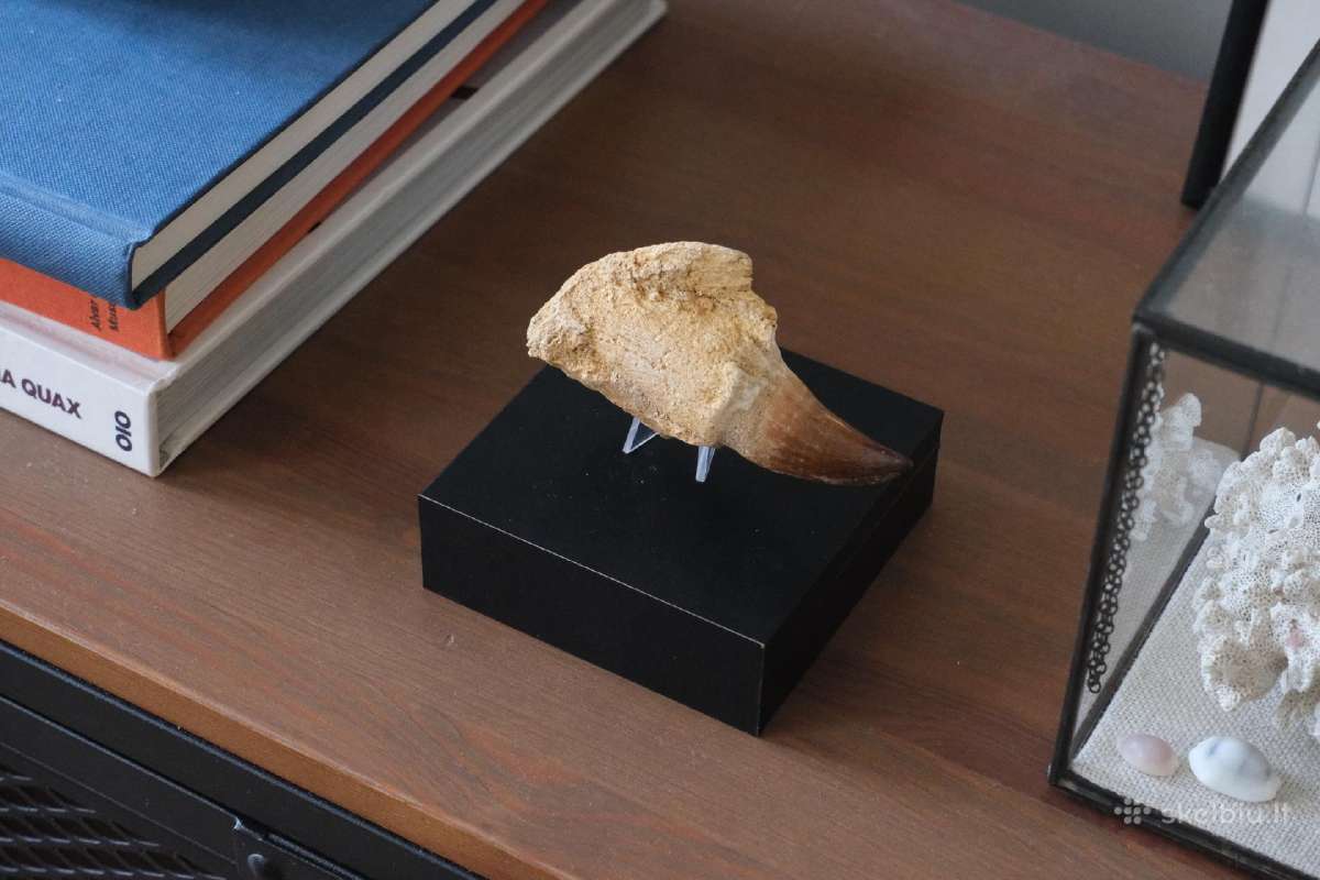 Dinozauro (Mozazaurus) danties tikra fosilija - nuotraukos Nr. 2