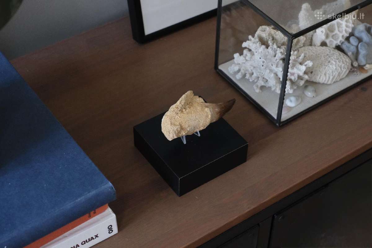 Dinozauro (Mozazaurus) danties tikra fosilija - nuotraukos Nr. 5