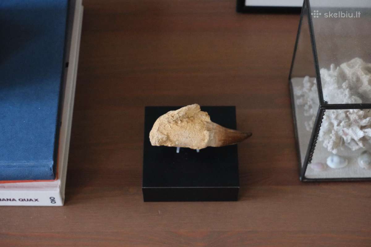 Dinozauro (Mozazaurus) danties tikra fosilija - nuotraukos Nr. 6