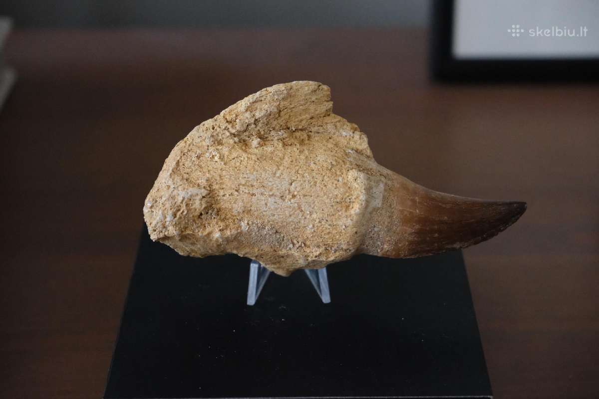 Dinozauro (Mozazaurus) danties tikra fosilija
