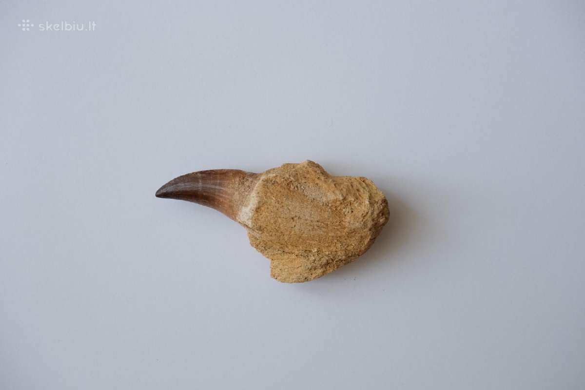Dinozauro (Mozazaurus) danties tikra fosilija - nuotraukos Nr. 3