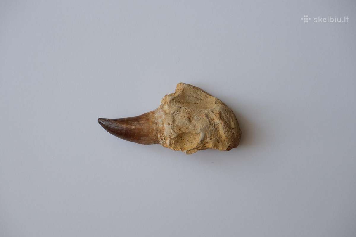 Dinozauro (Mozazaurus) danties tikra fosilija - nuotraukos Nr. 4