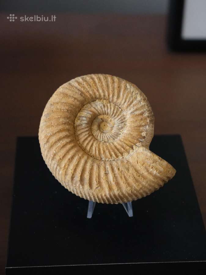 Autentiška Amonito (Choffatia) fosilija