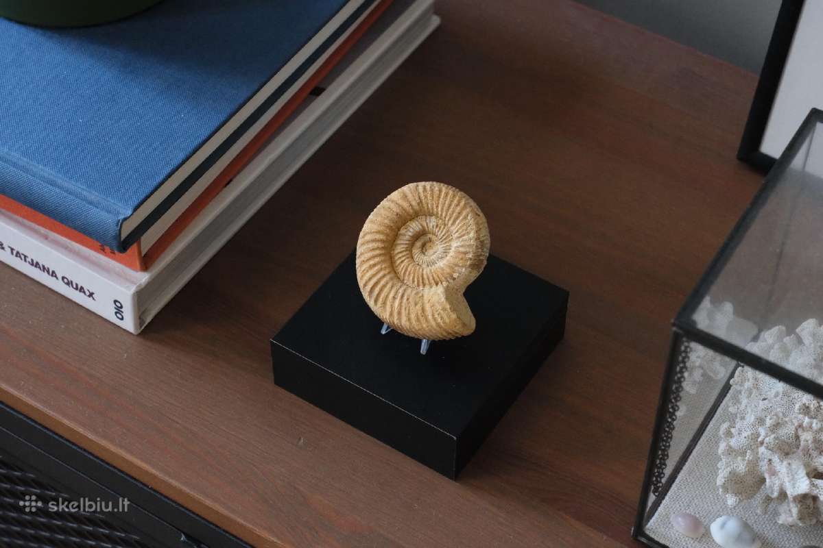 Autentiška Amonito (Choffatia) fosilija - nuotraukos Nr. 3