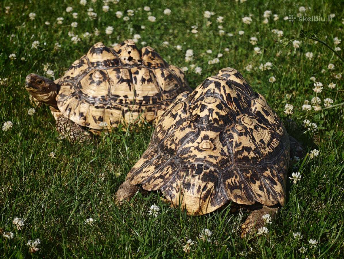 Dvi leopardinių vėžlių patelės, Leopardiniai vėžli